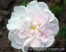 Stanwell Perpetual (Bibernellrose) Bild der Rose 'Stanwell Perpetual' (Bibernellrose)