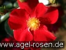 Bild der Rose 'Alcantara' (Bodendecker)