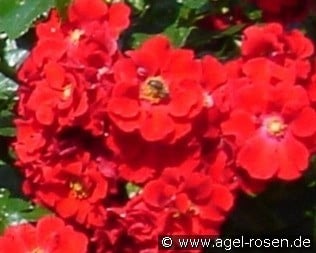 Alpenglühen (Bodendecker) Bild der Rose 'Alpenglühen' (Bodendecker)