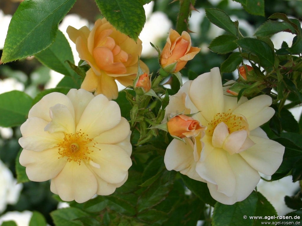 Bild der Rose 'Amber Sun' (Bodendecker)