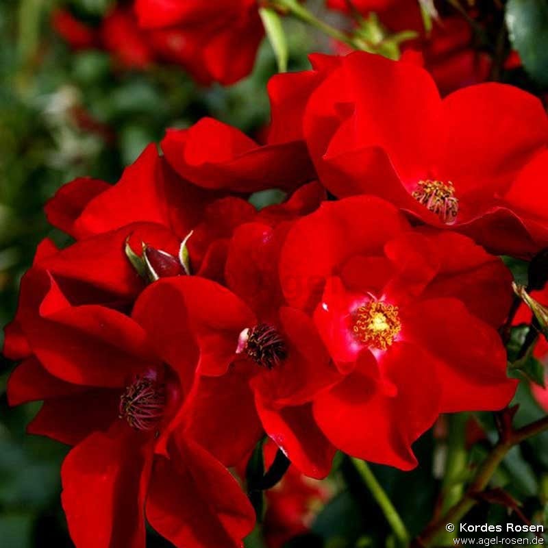 Bild der Rose 'Apache' (Bodendecker)