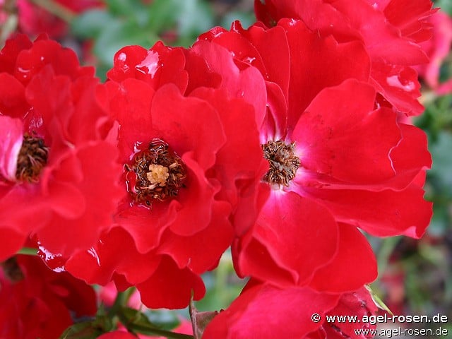 Bild der Rose 'Austriana' (Bodendecker)