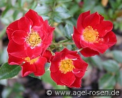 Bassino (Bodendecker) Bild der Rose 'Bassino' (Bodendecker)