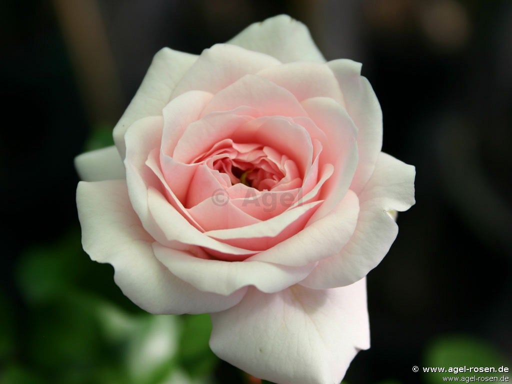 Bild der Rose 'Belle Coquette' (Bodendecker)