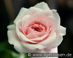 Belle Coquette (Bodendecker) Bild der Rose 'Belle Coquette' (Bodendecker)