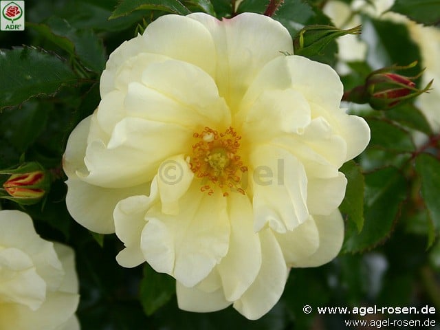 Bild der Rose 'Celina' (Bodendecker)