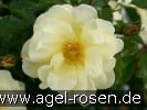 Bild der Rose 'Celina' (Bodendecker)