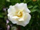 Celina (Bodendecker) Bild der Rose 'Celina' (Bodendecker)
