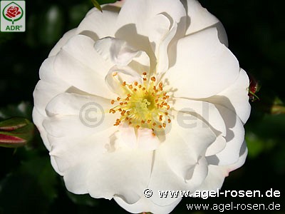 Bild der Rose 'Diamant' (Bodendecker)