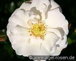 Diamant (Bodendecker) Bild der Rose 'Diamant' (Bodendecker)
