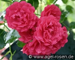 Gärtnerfreude (Bodendecker) Bild der Rose 'Gärtnerfreude' (Bodendecker)