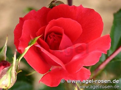 Bild der Rose 'Heidefeuer' (Bodendecker)