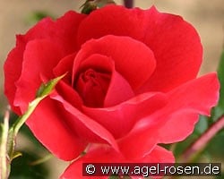 Heidefeuer (Bodendecker) Bild der Rose 'Heidefeuer' (Bodendecker)