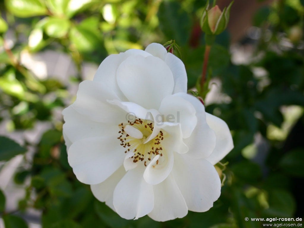 Bild der Rose 'Heidesommer' (Bodendecker)