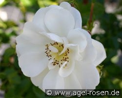 Heidesommer (Bodendecker) Bild der Rose 'Heidesommer' (Bodendecker)