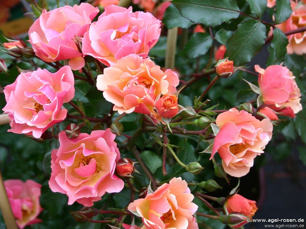 Bild der Rose 'Jazz' (Bodendecker)