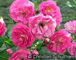 Kessi (Bodendecker) Bild der Rose 'Kessi' (Bodendecker)
