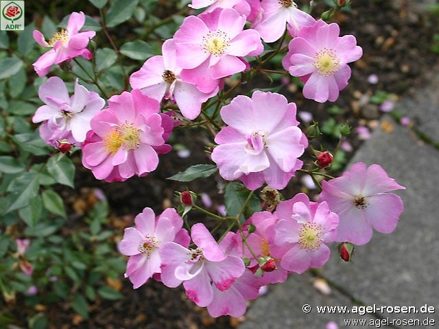 Bild der Rose 'Lavender Dream' (Bodendecker)