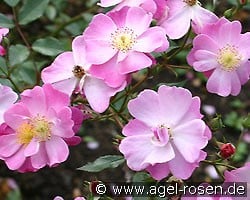 Lavender Dream (Bodendecker) Bild der Rose 'Lavender Dream' (Bodendecker)