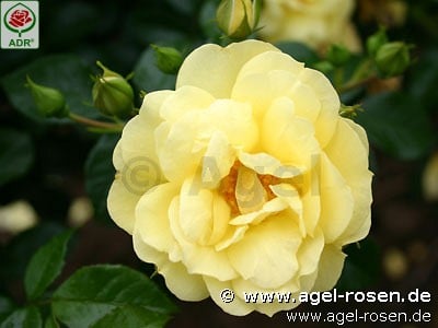 Bild der Rose 'Loredo' (Bodendecker)