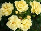 Loredo (Bodendecker) Bild der Rose 'Loredo' (Bodendecker)