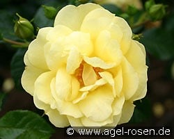 Loredo (Bodendecker) Bild der Rose 'Loredo' (Bodendecker)