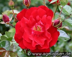 Mainaufeuer (Bodendecker) Bild der Rose 'Mainaufeuer' (Bodendecker)