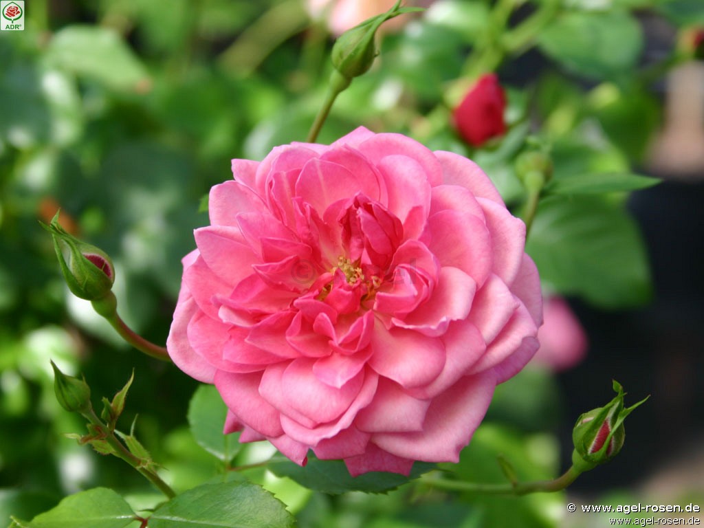 Bild der Rose 'Medusa' (Bodendecker)