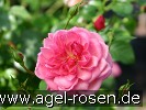 Bild der Rose 'Medusa' (Bodendecker)