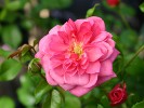 Medusa (Bodendecker) Bild der Rose 'Medusa' (Bodendecker)