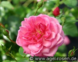Medusa (Bodendecker) Bild der Rose 'Medusa' (Bodendecker)