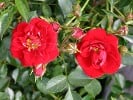 Nipper (Bodendecker) Bild der Rose 'Nipper' (Bodendecker)