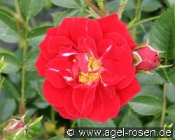 Nipper (Bodendecker) Bild der Rose 'Nipper' (Bodendecker)