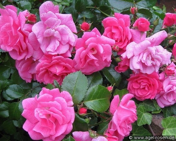 Palmengarten Frankfurt (Bodendecker) Bild der Rose 'Palmengarten Frankfurt' (Bodendecker)