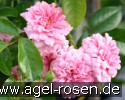Bild der Rose 'Petit Bonheur' (Bodendecker)