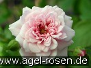 Bild der Rose 'Petit Bonheur' (Bodendecker)