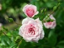 Petit Bonheur (Bodendecker) Bild der Rose 'Petit Bonheur' (Bodendecker)