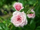 Petit Bonheur (Bodendecker) Bild der Rose 'Petit Bonheur' (Bodendecker)