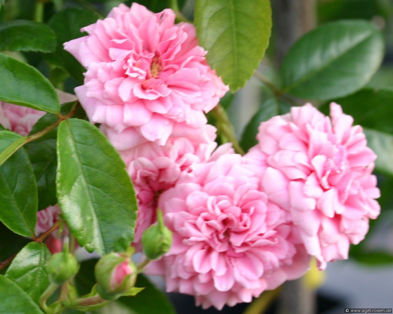 Petit Bonheur (Bodendecker) Bild der Rose 'Petit Bonheur' (Bodendecker)