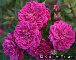 Purple Rain (Bodendecker) Bild der Rose 'Purple Rain' (Bodendecker)