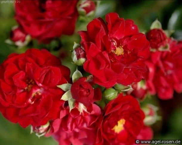 Red Fairy (Bodendecker) Bild der Rose 'Red Fairy' (Bodendecker)