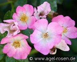 Rosa Sternenflor (Bodendecker) Bild der Rose 'Rosa Sternenflor' (Bodendecker)