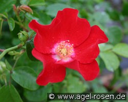 Rote Max Graf (Bodendecker) Bild der Rose 'Rote Max Graf' (Bodendecker)