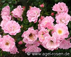 Satina (Bodendecker) Bild der Rose 'Satina' (Bodendecker)