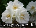 Bild der Rose 'Schneeflocke' (Bodendecker)