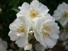 Schneeflocke (Bodendecker) Bild der Rose 'Schneeflocke' (Bodendecker)