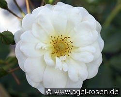 Schneekönigin (Bodendecker) Bild der Rose 'Schneekönigin' (Bodendecker)