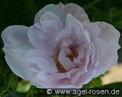 Schneekoppe (Bodendecker) Bild der Rose 'Schneekoppe' (Bodendecker)