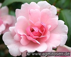 Schöne Dortmunderin (Bodendecker) Bild der Rose 'Schöne Dortmunderin' (Bodendecker)