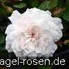 Bild der Rose 'Sea Foam' (Bodendecker)